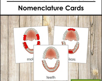 Parts of Teeth & Jaw Nomenclature 3-Part Cards - Printable Montessori Materials - Digital Download