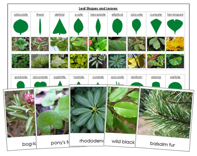 Types of Leaf Shapes Sorting Cards & Chart - Montessori Botany Cabinet ...