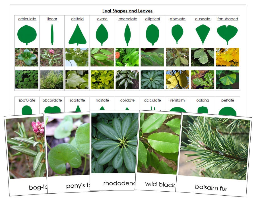 Types of Leaf Shapes Sorting Cards & Chart - Montessori Botany Cabinet ...