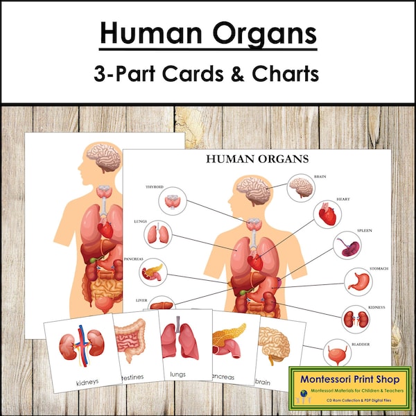 Human Organs 3-Part Cards - Nomenclature - Science - Printable Montessori Materials - Digital Download