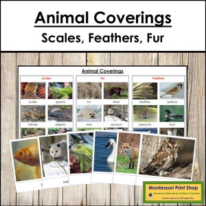 Animal Coverings (Scales, Feathers, and Fur) Sorting Cards & Control Chart - Zoology - Printable Montessori Cards - Digital Download