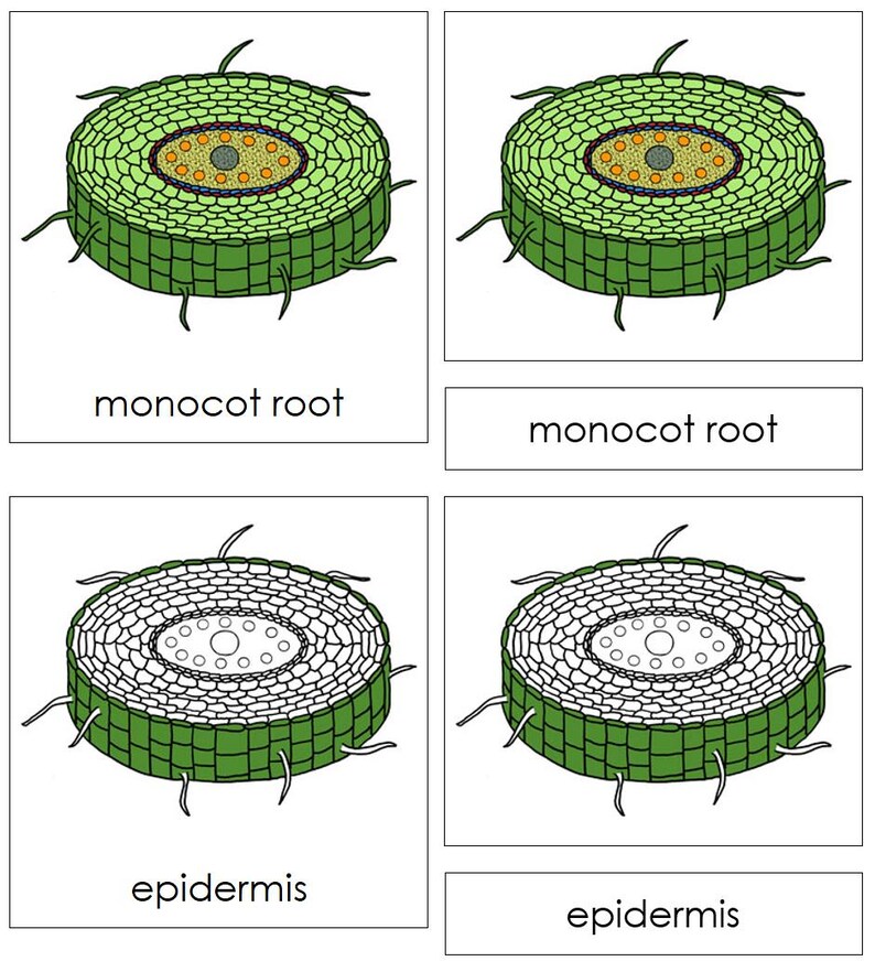 Parts of a Monocot Root Nomenclature 3-part Cards & Blackline Master ...