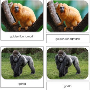 Monkeys & Apes Safari TOOB Cards - Printable Montessori Cards - Digital ...