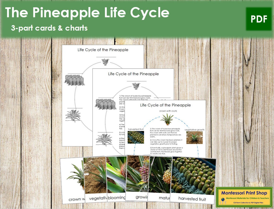 The Pineapple Life Cycle 3Part Cards & Charts Montessori Etsy