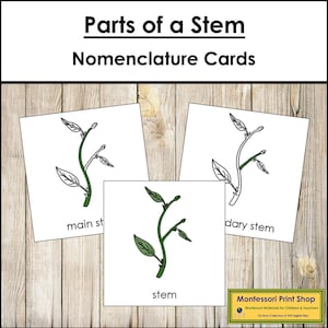Tarjetas de 3 partes con nomenclatura de las partes del tallo - Botánica Montessori - Materiales Montessori imprimibles - Descarga digital