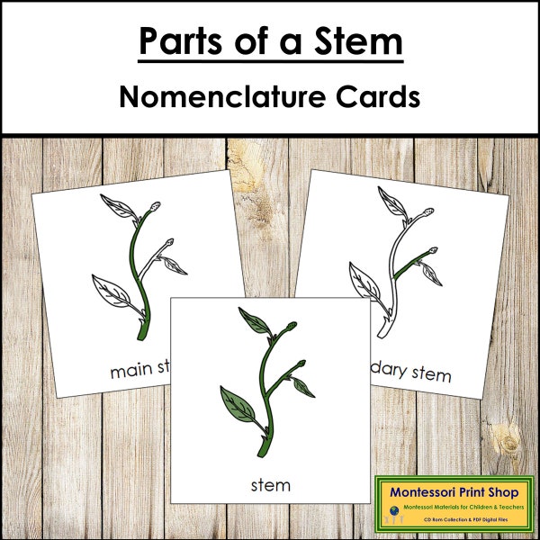 Parts of a Stem Nomenclature 3-Part Cards - Montessori Botany - Printable Montessori Materials - Digital Download