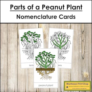 Parts of a Peanut Plant Nomenclature 3-Part Cards - Botany - Printable Montessori Materials - Digital Download