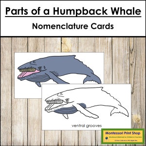 Parts of a Humpback Whale Nomenclature 3-Part Cards - Montessori Zoology - Printable Montessori Materials - Digital Download