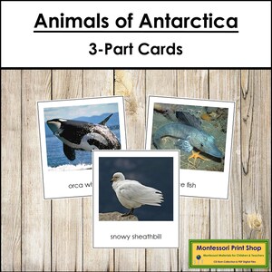 Animais da Antártida - Cartões Montessori Continentais - Geografia - Cartões Montessori para Imprimir - Download Digital
