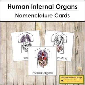 Human Internal Organs Nomenclature 3-Part Cards - Science - Printable Montessori Materials - Digital Download
