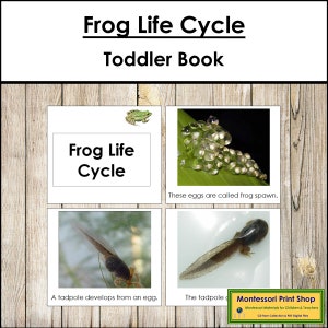 Libro sul ciclo di vita della rana - Materiali Montessori stampabili per bambini - Download digitale
