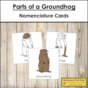 Tarjetas de 3 partes con la nomenclatura de las partes de la marmota - Zoología Montessori - Materiales Montessori imprimibles - Descarga digital