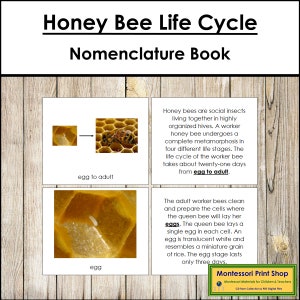 The Honey Bee Life Cycle Book - Montessori Nomenclature - Printable Montessori Materials - Digital Download