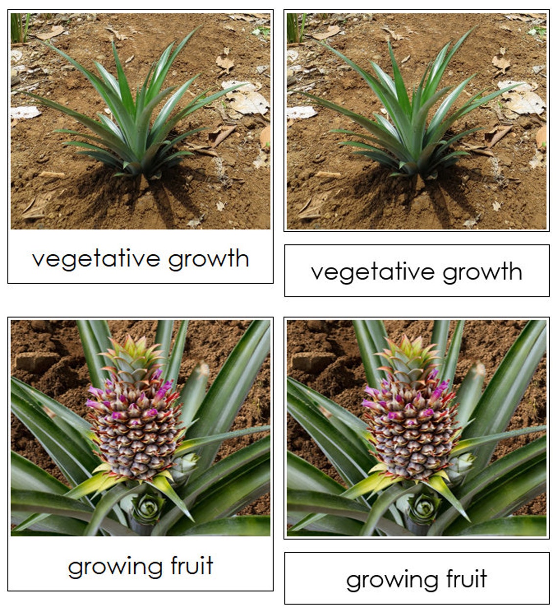 The Pineapple Life Cycle 3part Cards & Charts Montessori Etsy