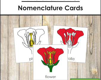 Parts of a Flower Nomenclature 3-Part Cards - Montessori Botany - Printable Montessori Materials - Digital Download