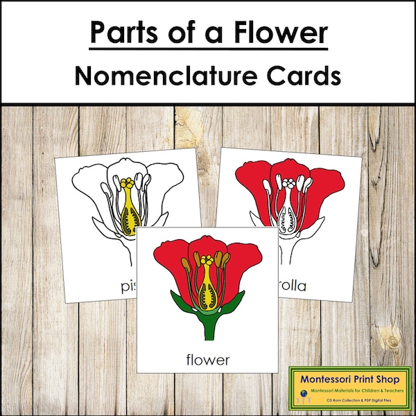 Parts of a Flower Nomenclature 3-Part Cards - Montessori Botany - Printable Montessori Materials - Digital Download