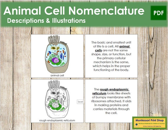 Parts of an Animal Cell Nomenclature Book Science - Etsy Israel Parts of an Animal Cell Nomenclature Book Science - Etsy Israel
