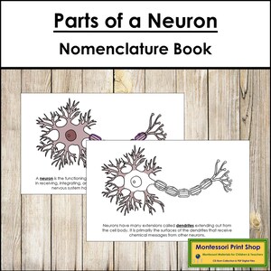 Parts of a Neuron Nomenclature Book - Science - Printable Montessori Materials - Digital Download