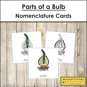 Parts of a Bulb Nomenclature 3-Part Cards - Montessori Botany - Printable Montessori Materials - Digital Download