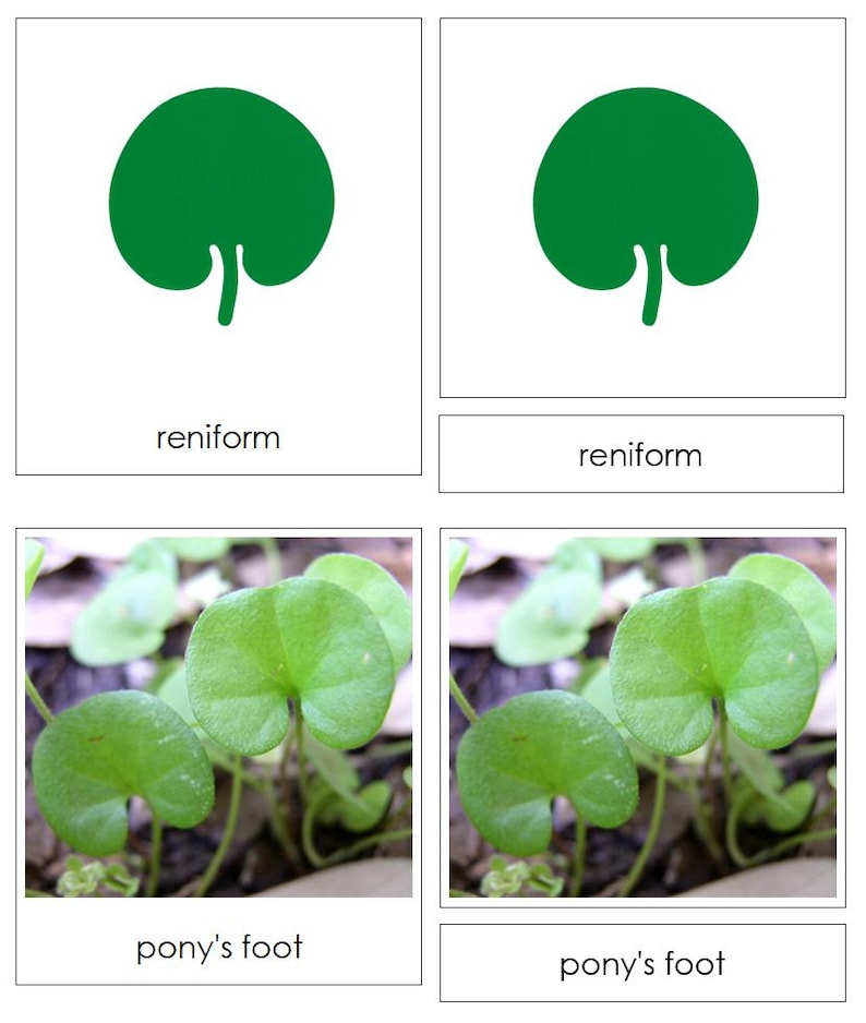 Types of Leaf Shapes Sorting Cards & Chart - Montessori Botany Cabinet ...