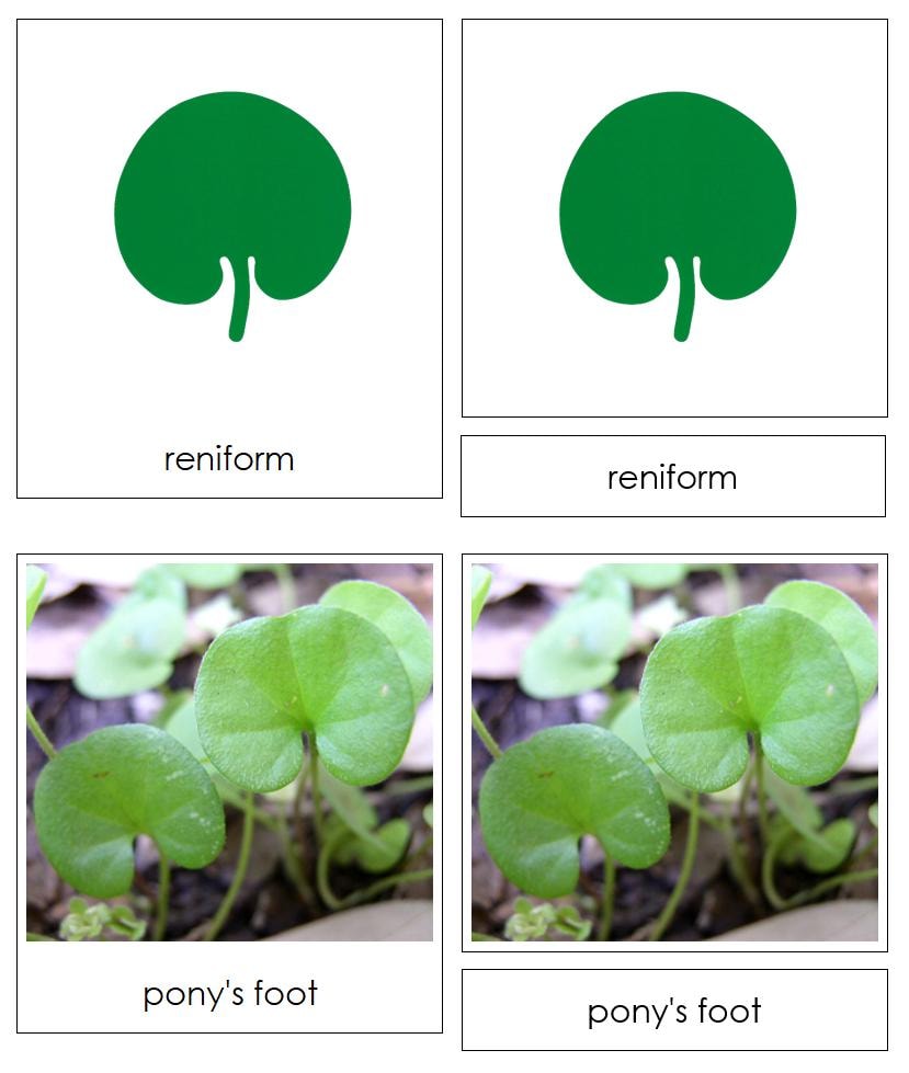 Types of Leaf Shapes Sorting Cards & Chart - Montessori Botany Cabinet ...