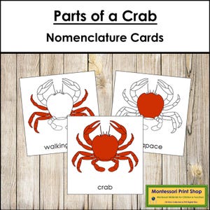 Tarjetas de 3 partes con nomenclatura de las partes de un cangrejo - Zoología Montessori - Materiales Montessori imprimibles - Descarga digital