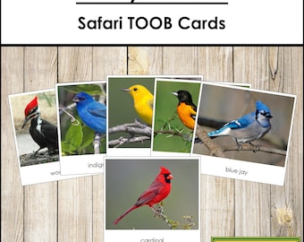 Backyard Birds Safari TOOB-kaarten: 3-delige montessorikaarten (digitale download)
