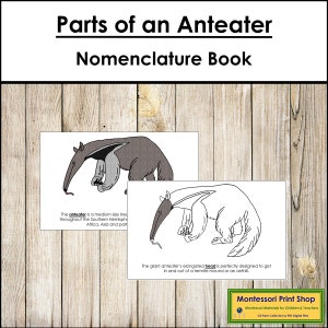 Parts of an Anteater Nomenclature Book - Montessori Zoology - Printable Montessori Materials - Digital Download