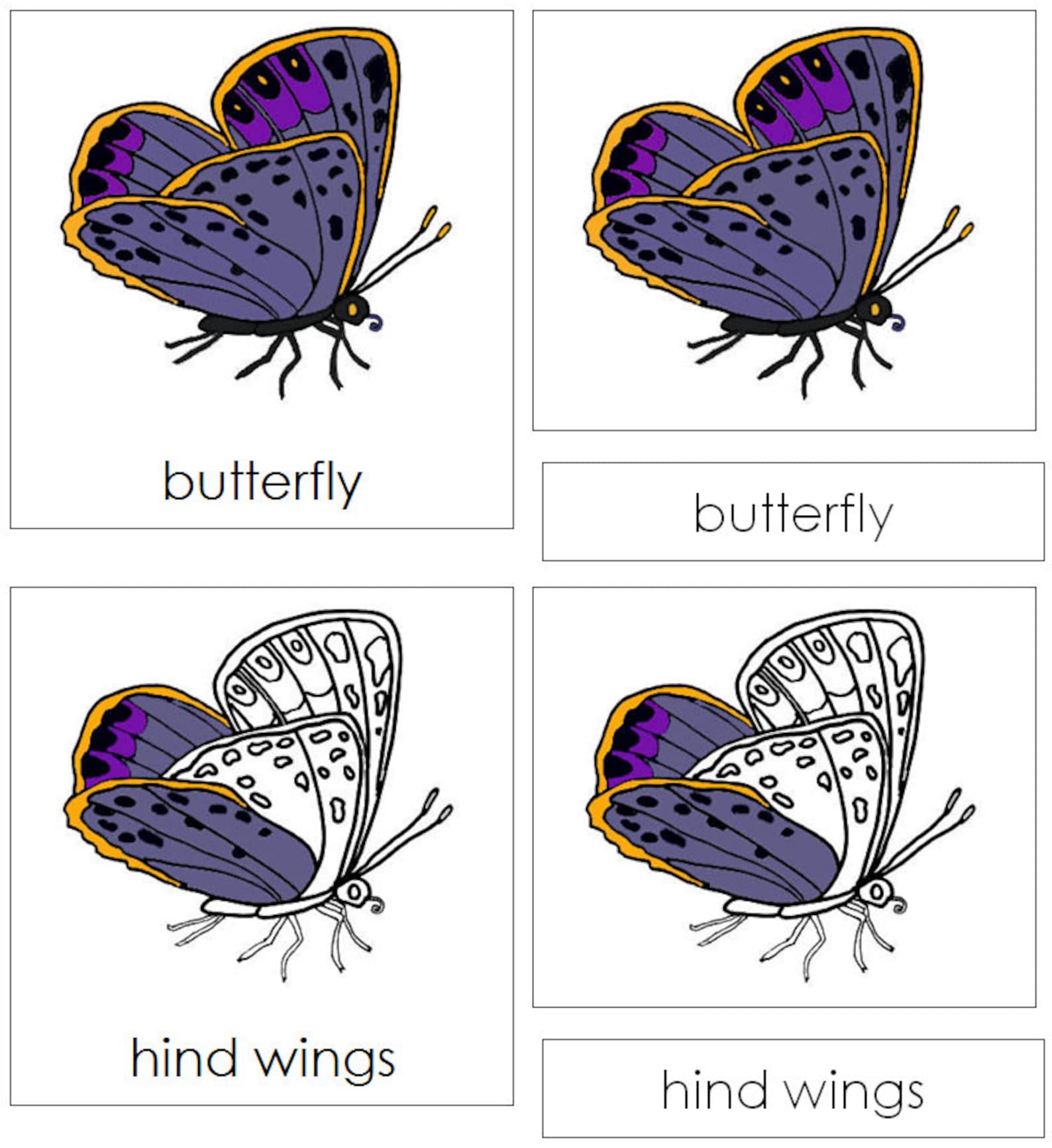 parts-of-a-butterfly-nomenclature-3-part-cards-montessori-etsy