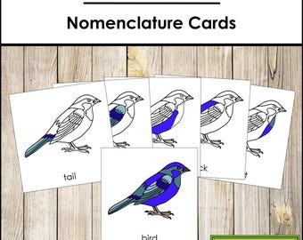 Parts of a Bird Nomenclature 3-Part Cards & Blackline Master - Montessori Zoology (Digital Download)