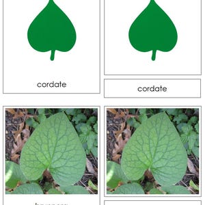 Types of Leaf Shapes Sorting Cards & Chart - Montessori Botany Cabinet ...