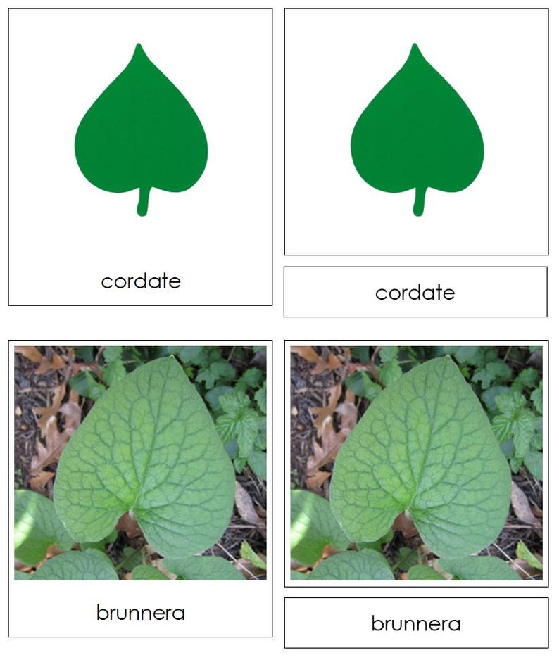 Types of Leaf Shapes Sorting Cards & Chart - Montessori Botany Cabinet ...