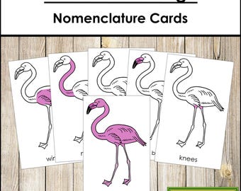 Parts of a Flamingo Nomenclature 3-Part Cards & Blackline Master - Montessori Zoology (Digital Download)