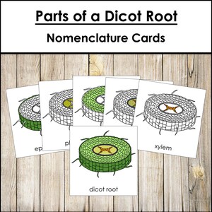 Parts of a Dicot Root Nomenclature 3-Part Cards & Blackline Master - Montessori Botany (Digital Download)