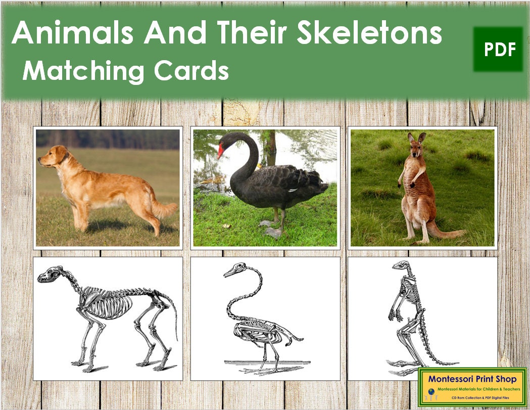 Animals and Their Skeletons Zoology Printable Montessori - Etsy Animals and Their Skeletons Zoology Printable Montessori - Etsy