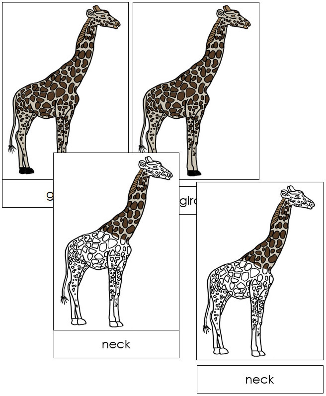 Parts of a Giraffe Nomenclature 3-part Cards Montessori - Etsy