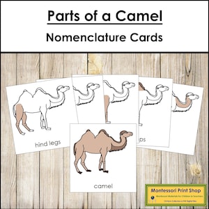 Parts of a Camel Nomenclature 3-Part Cards & Blackline Master - Montessori Zoology (Digital Download)