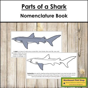 Parts of a Shark Nomenclature Book - Montessori Zoology - Printable Montessori Materials - Digital Download