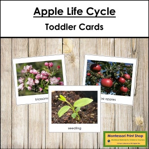 Cartes du cycle de vie Apple - matériaux Montessori imprimables pour tout-petits - téléchargement numérique