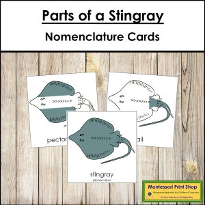 Partes de uma arraia - Nomenclatura - Cartões de 3 partes - Zoologia Montessori - Materiais Montessori para impressão - Download digital