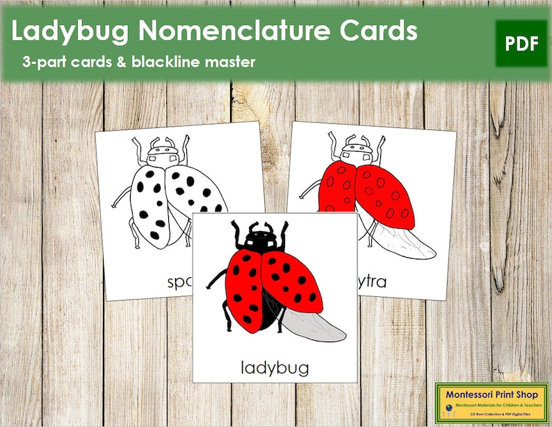 Parts of a Ladybug Nomenclature 3-Part Cards Montessori | Etsy
