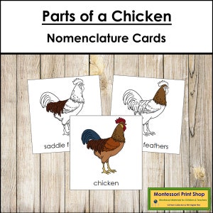 Tarjetas de 3 partes con la nomenclatura de las partes de un pollo - Zoología Montessori - Materiales Montessori imprimibles - Descarga digital