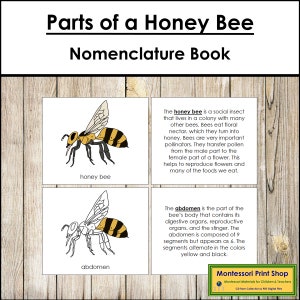 Libro de nomenclatura de las partes de una abeja - Zoología Montessori - Materiales Montessori imprimibles - Descarga digital