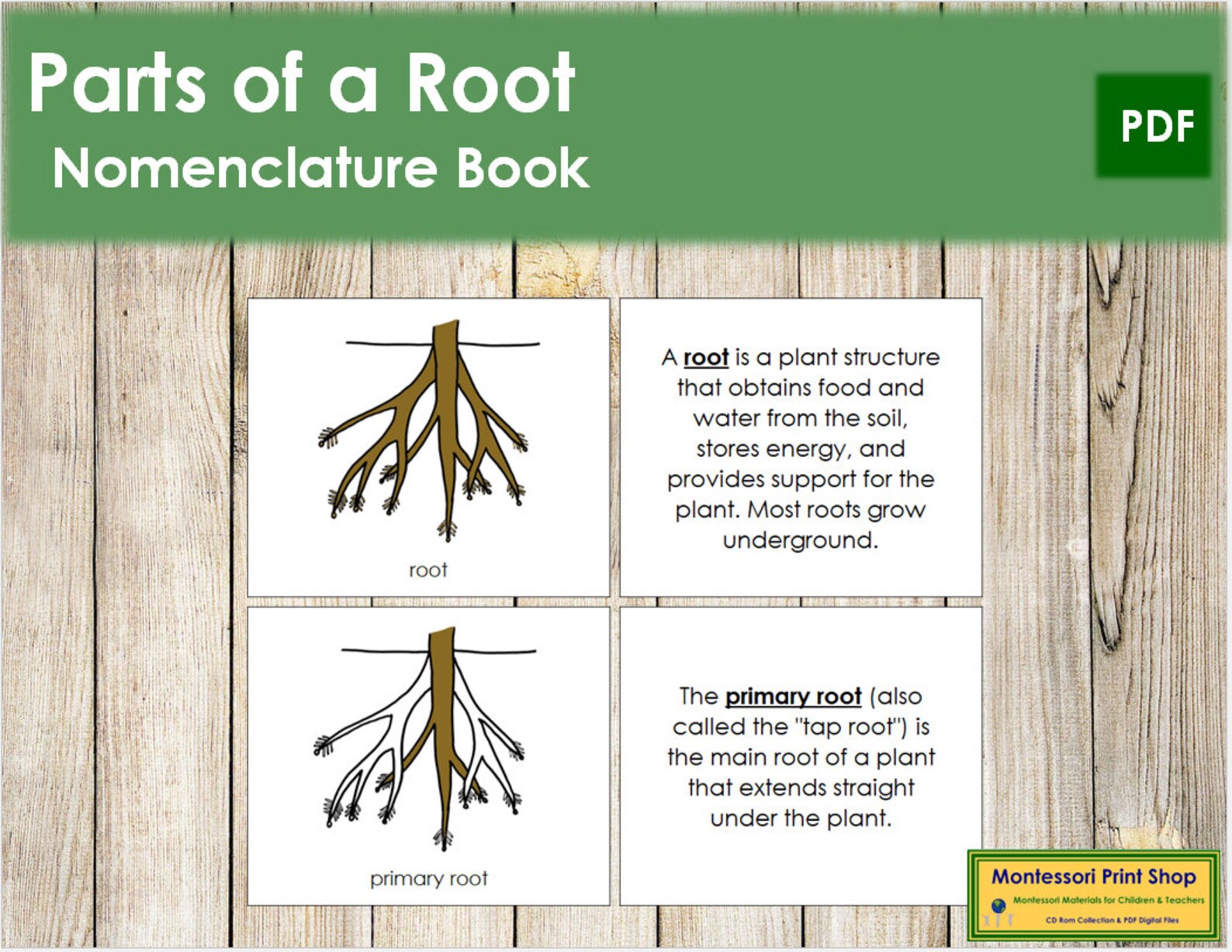 Parts of a Root Nomenclature Book Montessori Botany - Etsy Canada
