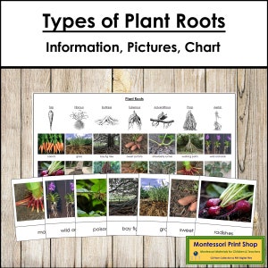 Información sobre los tipos de raíces de las plantas, tarjetas de clasificación y tabla de control - Ciencia Montessori - Tarjetas Montessori imprimibles - Descarga digital