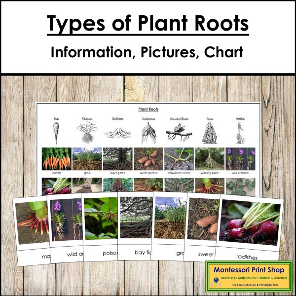 Types of Plant Roots Information, Sorting Cards & Control Chart - Montessori Science - Printable Montessori Cards - Digital Download