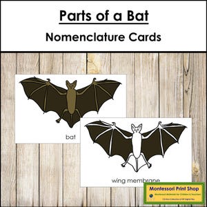 Tarjetas de nomenclatura de las partes de un murciélago y guía de dibujo - Zoología Montessori (Descarga digital)