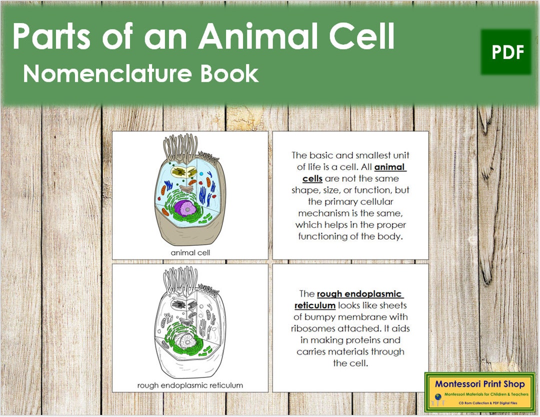 Parts of an Animal Cell Nomenclature Book Science - Etsy Australia Parts of an Animal Cell Nomenclature Book Science - Etsy Australia