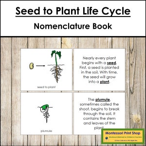 Seed To Plant Life Cycle Nomenclature Book - Botany - Printable Montessori Materials - Digital Download