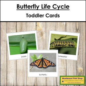Cartes du cycle de vie du papillon - matériaux Montessori imprimables pour tout-petits - téléchargement numérique